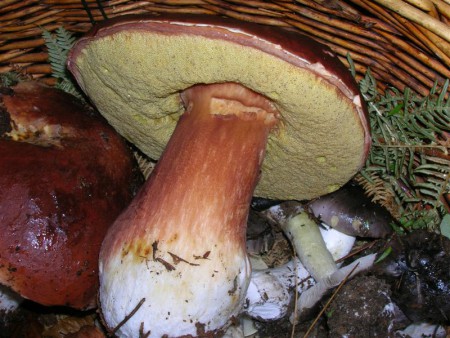 boletus